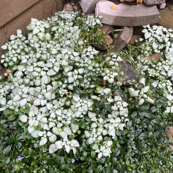 Spotted dead nettle Botanical name: Lamium maculatum Ground Cover - Picture 6 of 9